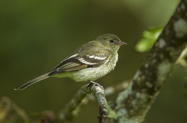 Mountain Elaenia