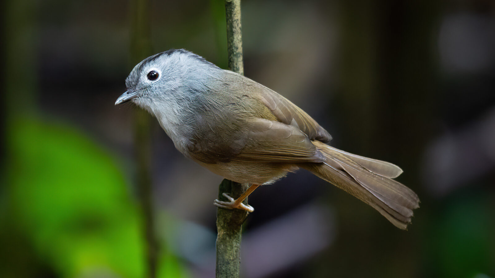 Mountain Fulvetta