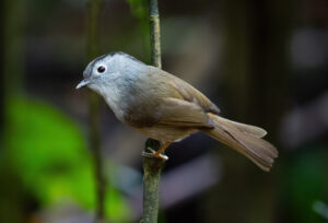 Mountain Fulvetta