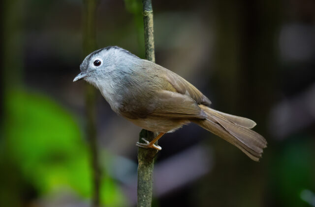 Mountain Fulvetta