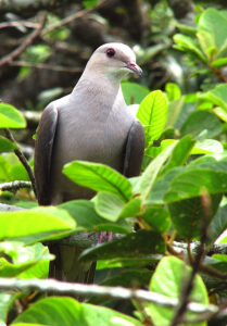Malabar Imperial Pigeon