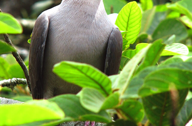 Malabar Imperial Pigeon