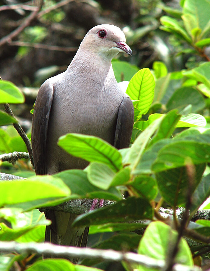 Malabar Imperial Pigeon