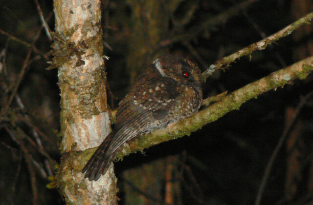 Mountain Owlet-nightjar