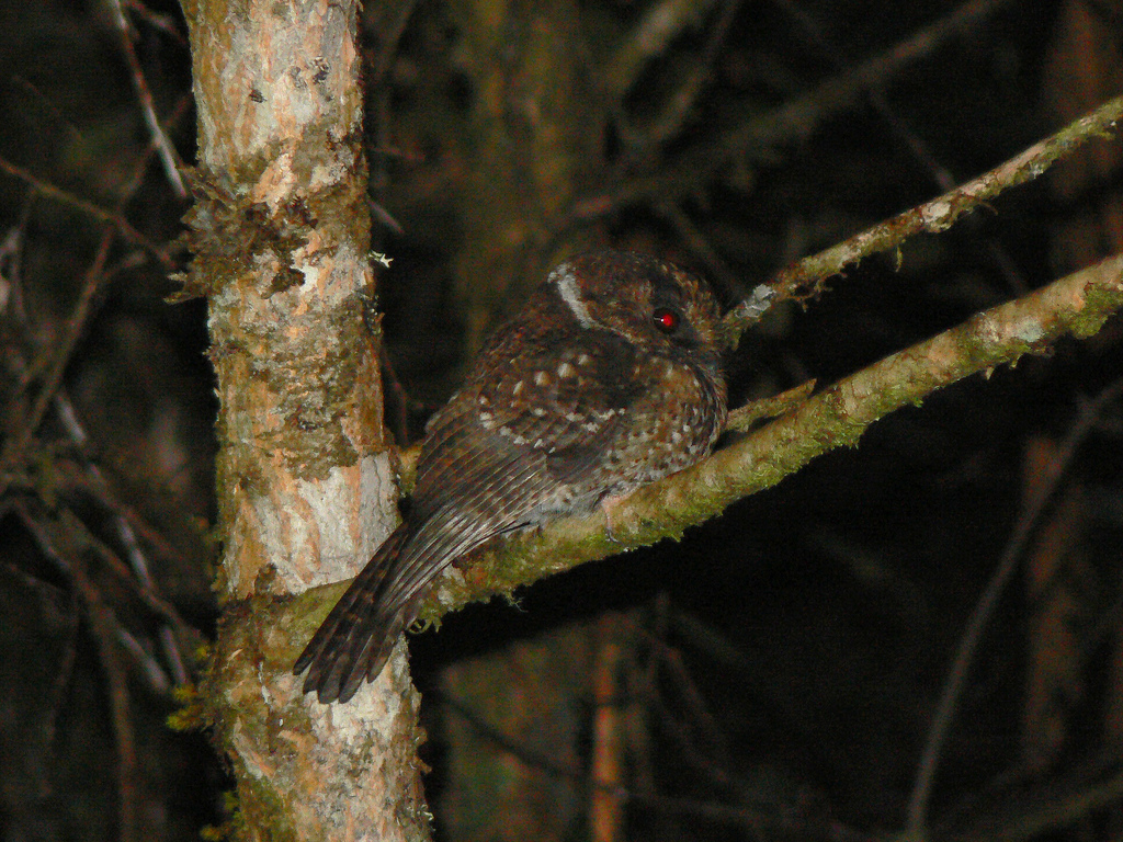 Mountain Owlet-nightjar