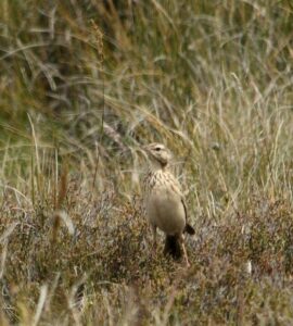 Mountain Pipit
