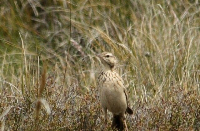 Mountain Pipit