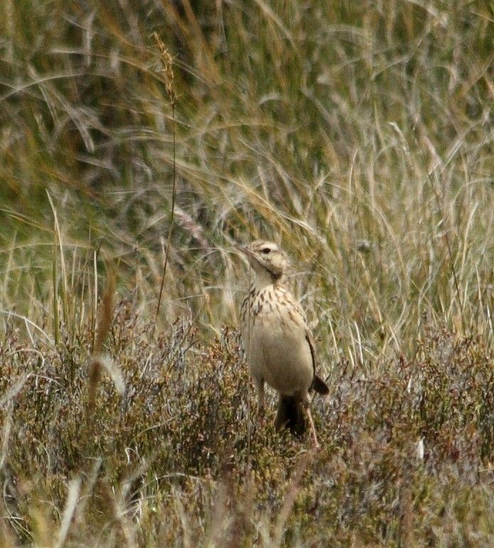 Mountain Pipit