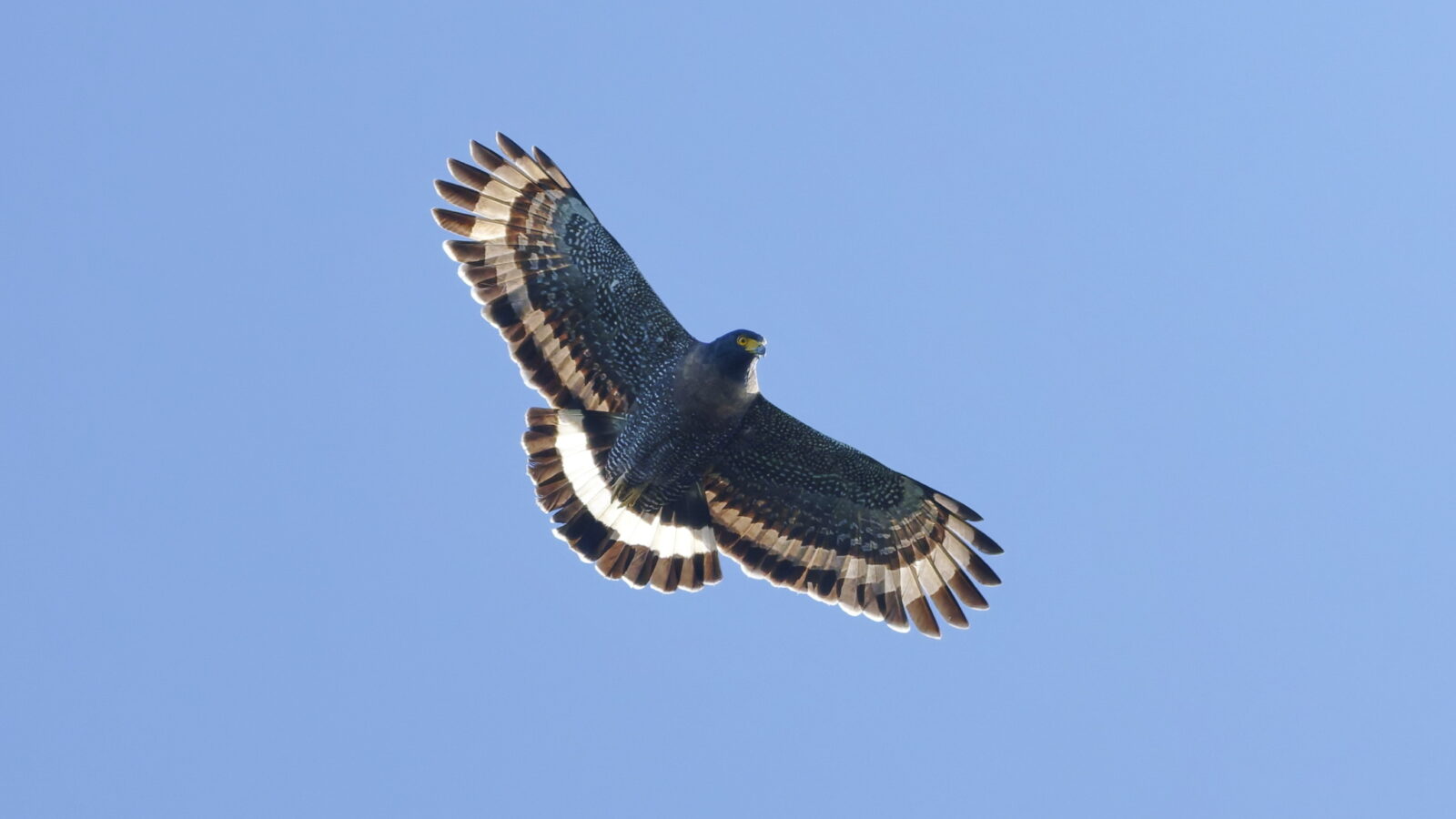 Mountain Serpent Eagle