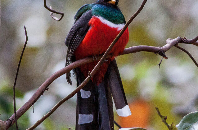 Mountain Trogon