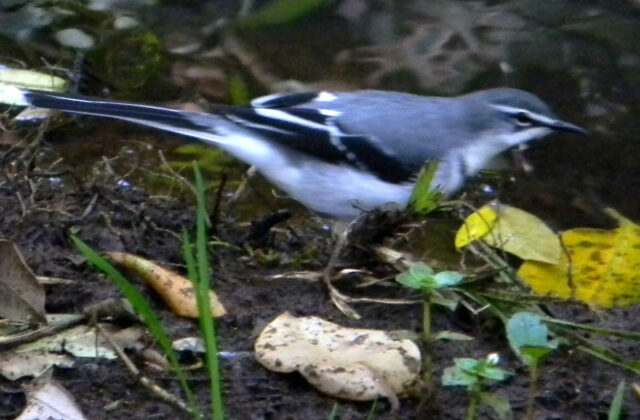 Mountain Wagtail