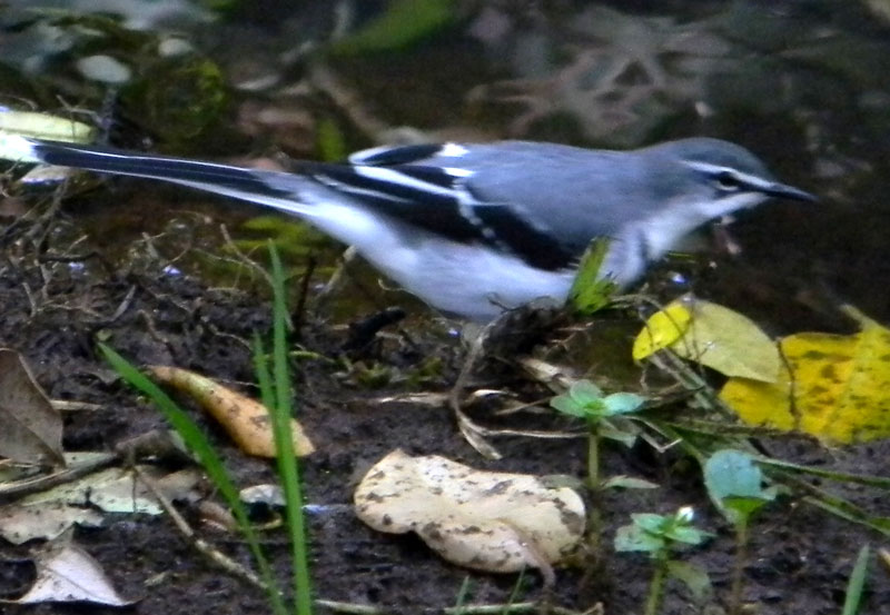 Mountain Wagtail