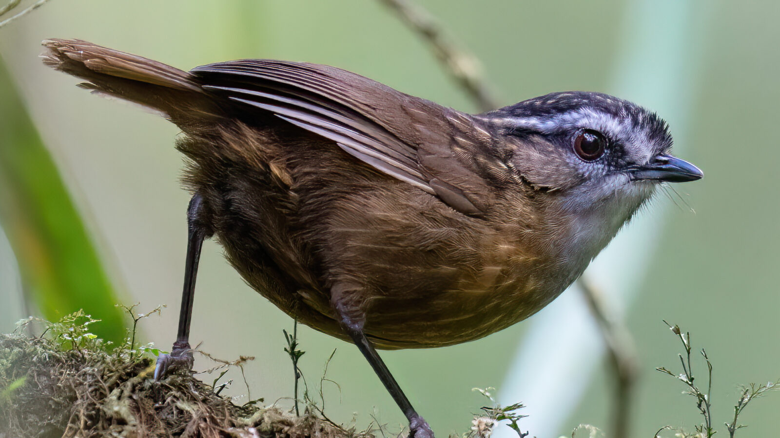 Mountain Wren-Babbler