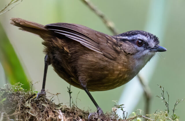 Mountain Wren-Babbler