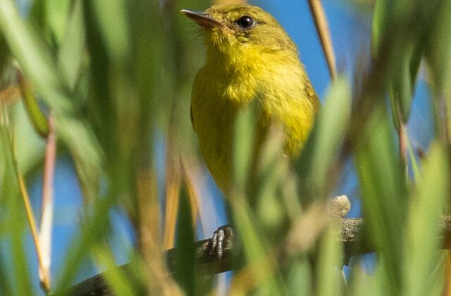 Mountain Yellow Warbler