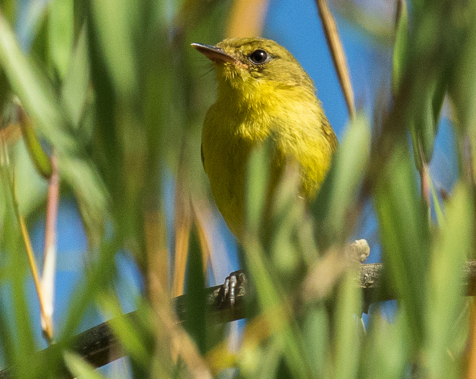 Mountain Yellow Warbler