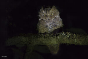 Javan Scops Owl
