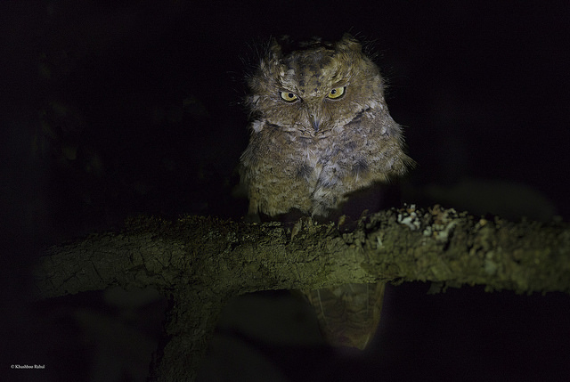Javan Scops Owl