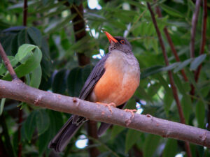 Abyssinian Thrush