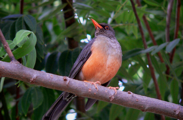 Abyssinian Thrush