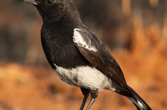 Mountain Chat