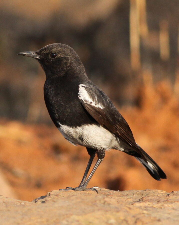 Mountain Chat