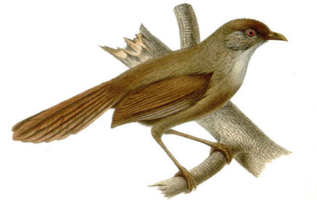 Rufous-tailed Babbler