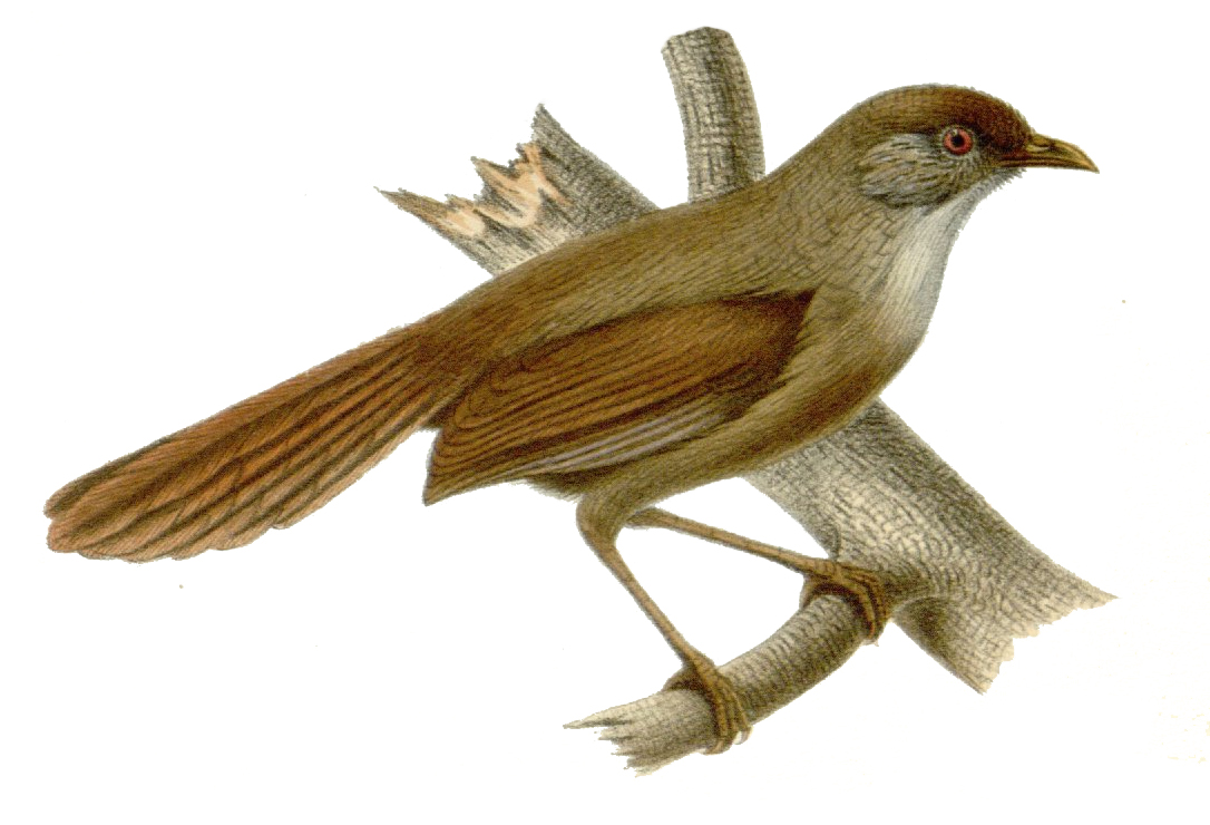 Rufous-tailed Babbler