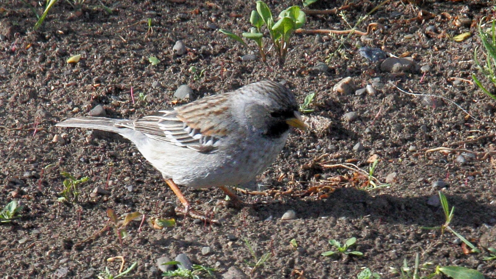 Mourning Sierra Finch