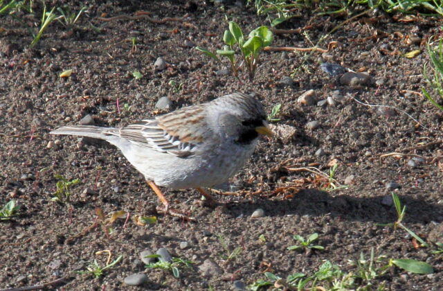 Mourning Sierra Finch