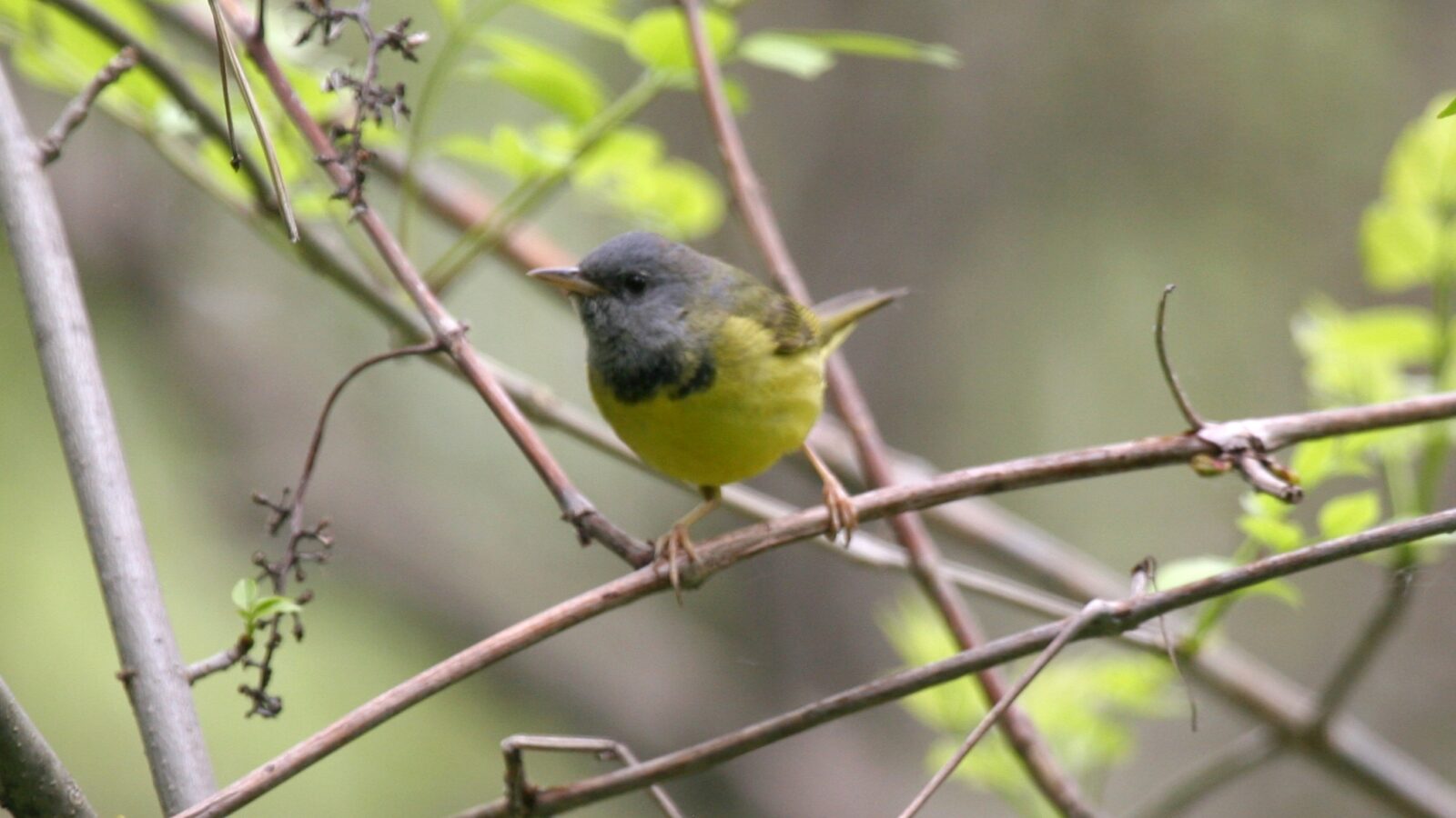 Mourning Warbler