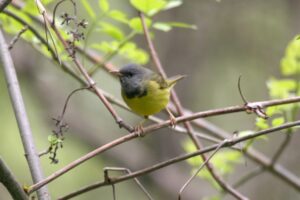 Mourning Warbler