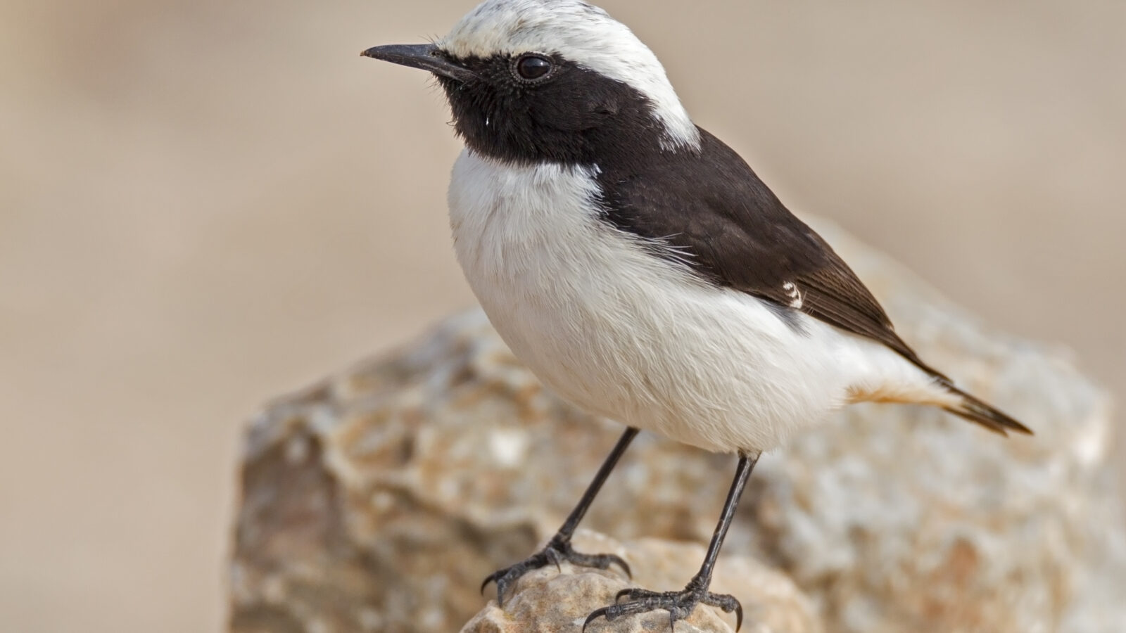 Mourning Wheatear