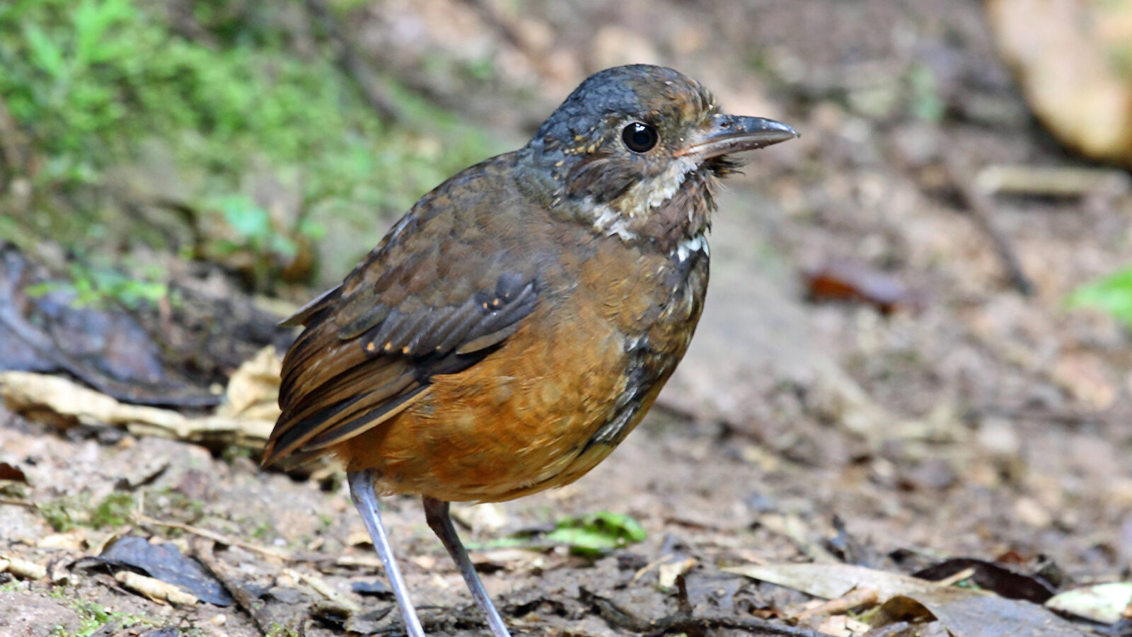 Moustached Antpitta