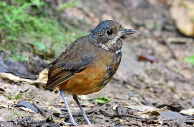 Moustached Antpitta