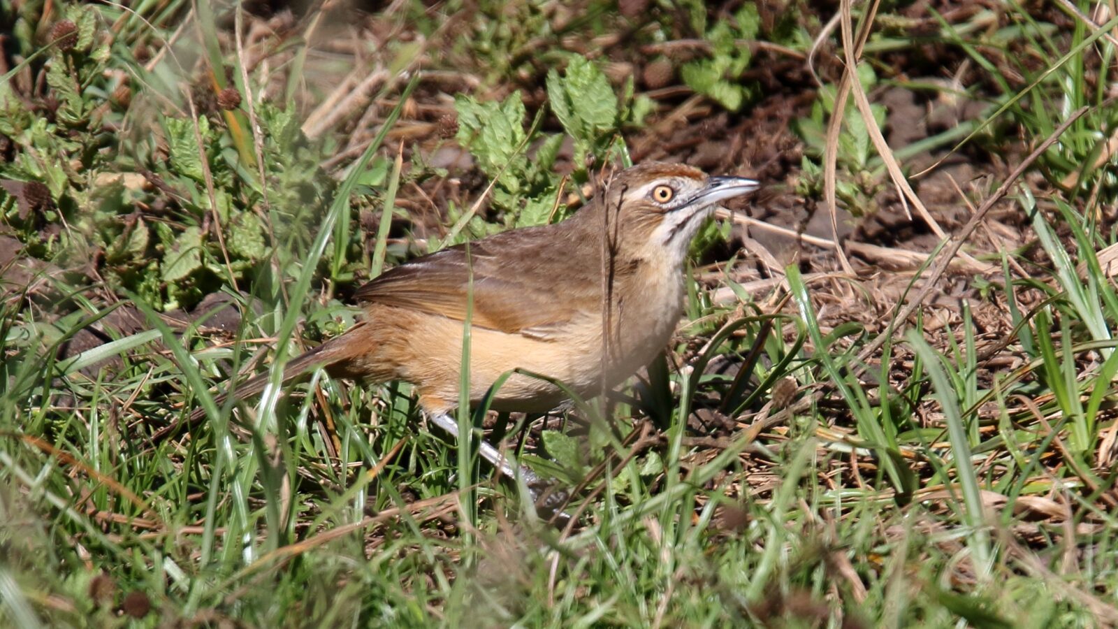 Moustached Grass Warbler