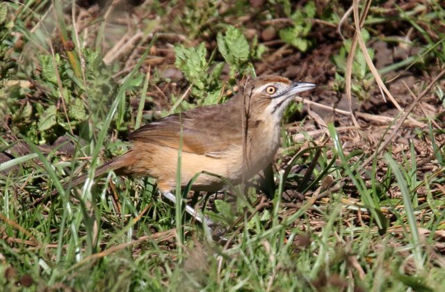 Moustached Grass Warbler