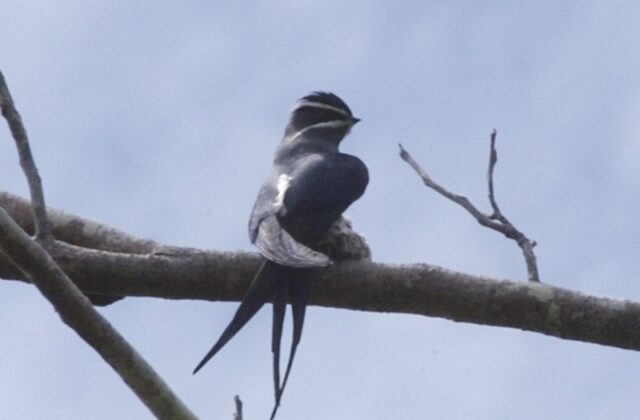 Moustached Treeswift