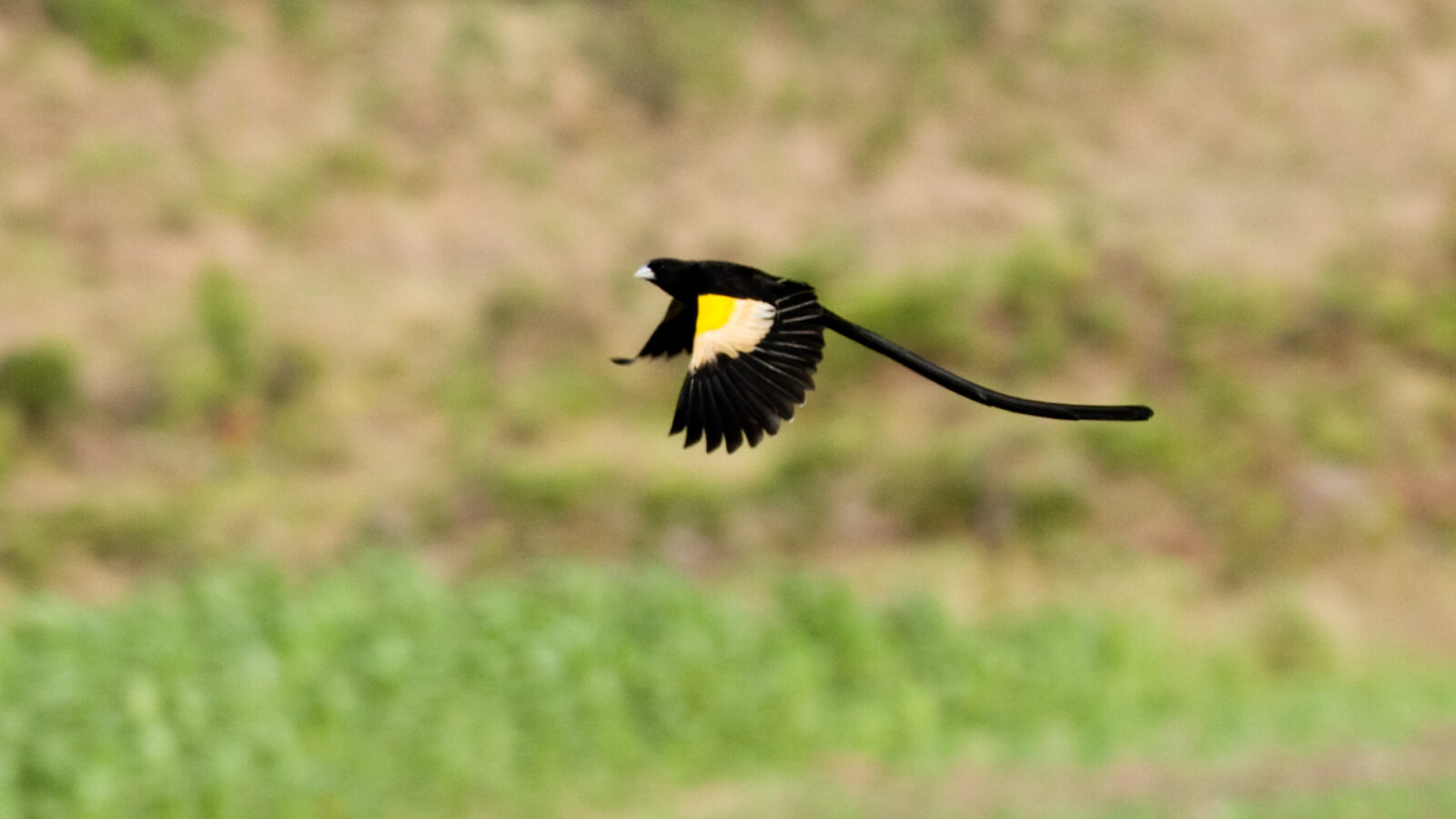 Montane Widowbird