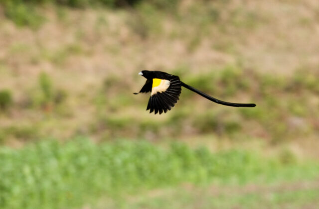 Montane Widowbird