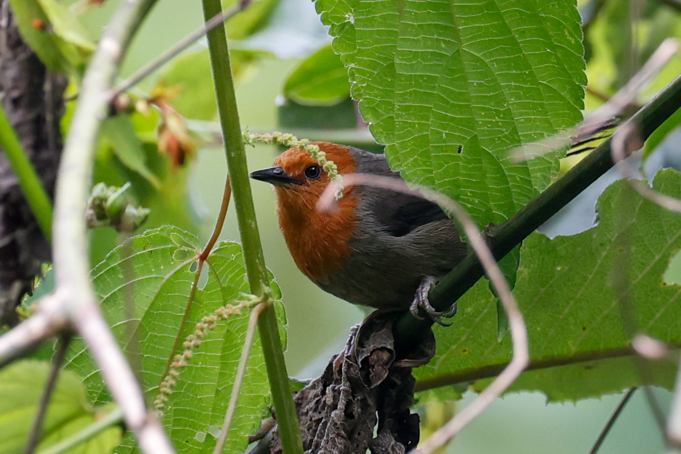 Winifred’s Warbler
