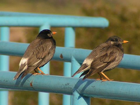 White-cheeked Starling