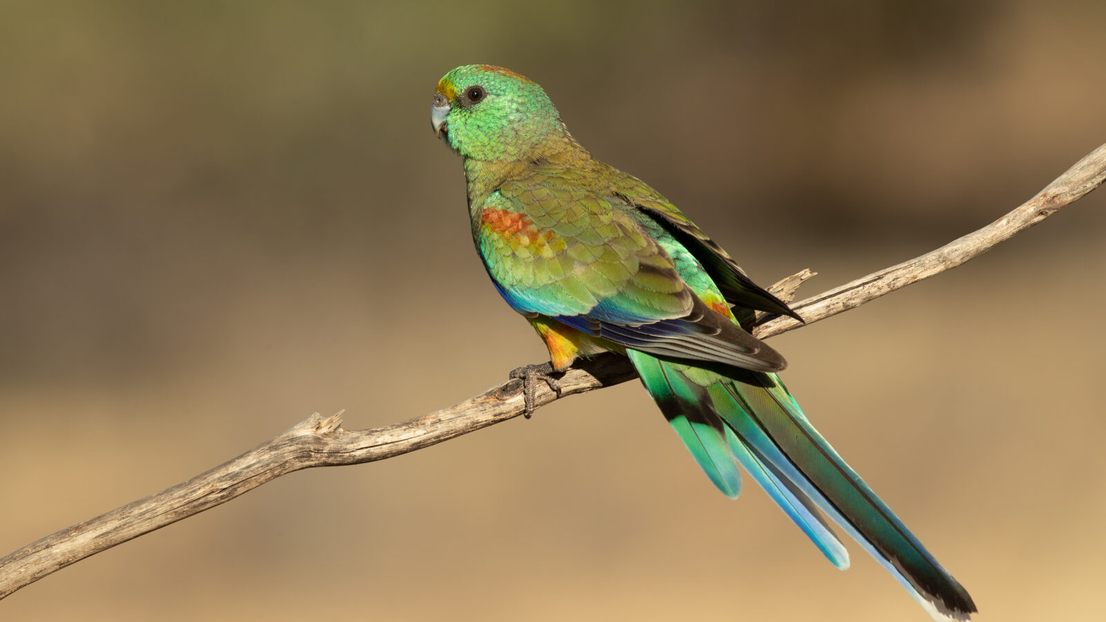 Mulga Parrot