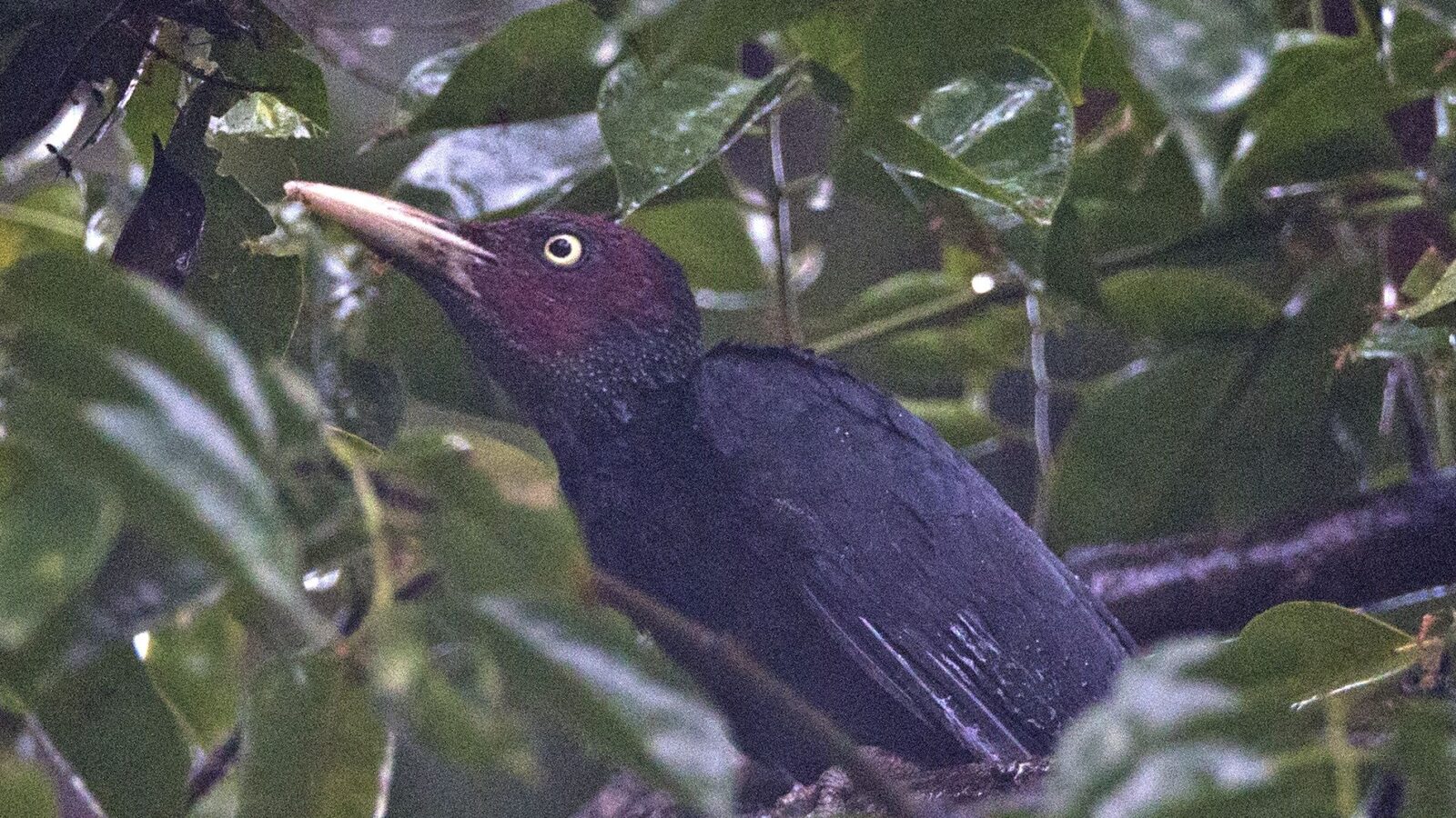Northern Sooty Woodpecker