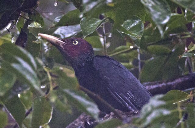 Northern Sooty Woodpecker