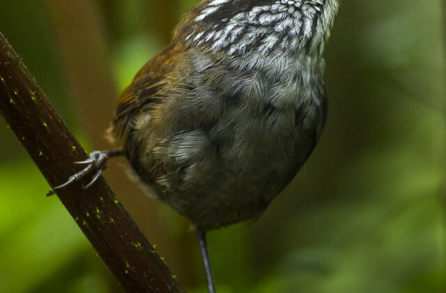Munchique Wood Wren