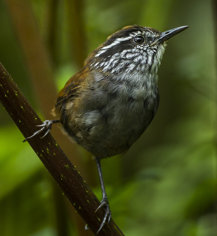 Munchique Wood Wren