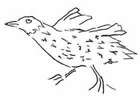 Ascension Crake