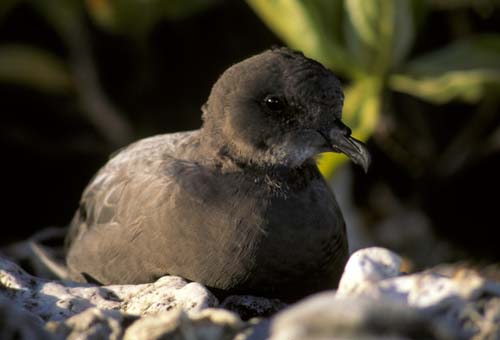 Murphy’s Petrel