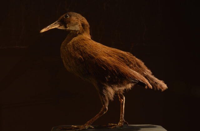 New Caledonian Rail